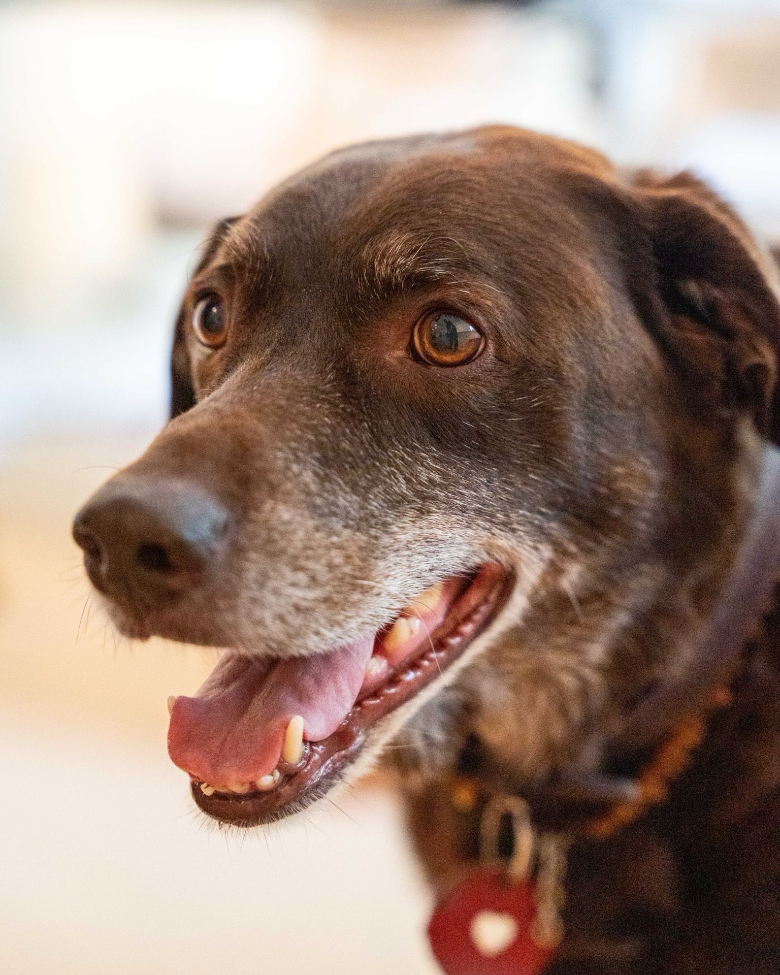 Bosse, Labrador & Trostspender bei Han & Sohn Bestattungen
