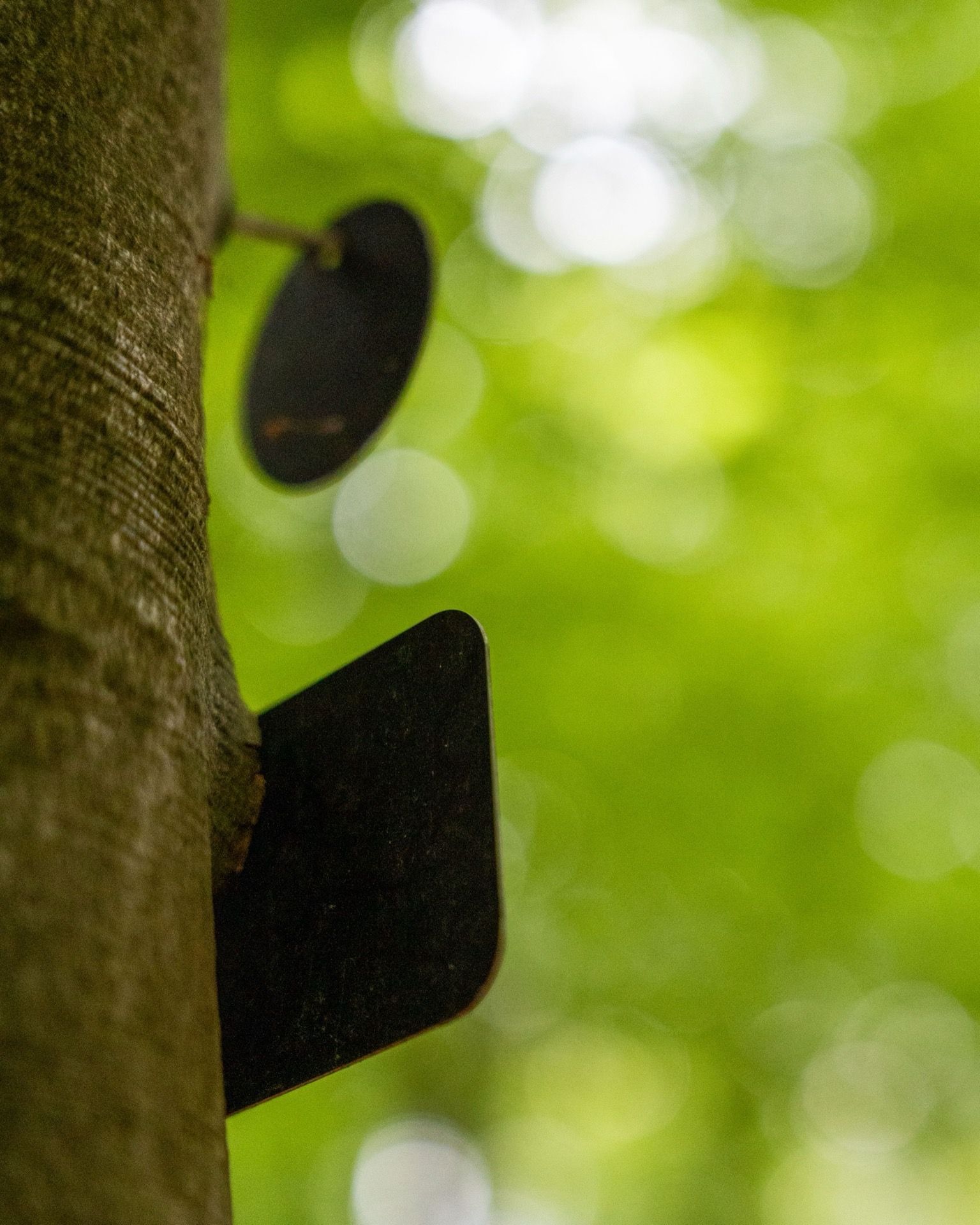Namensschild an einem Baum