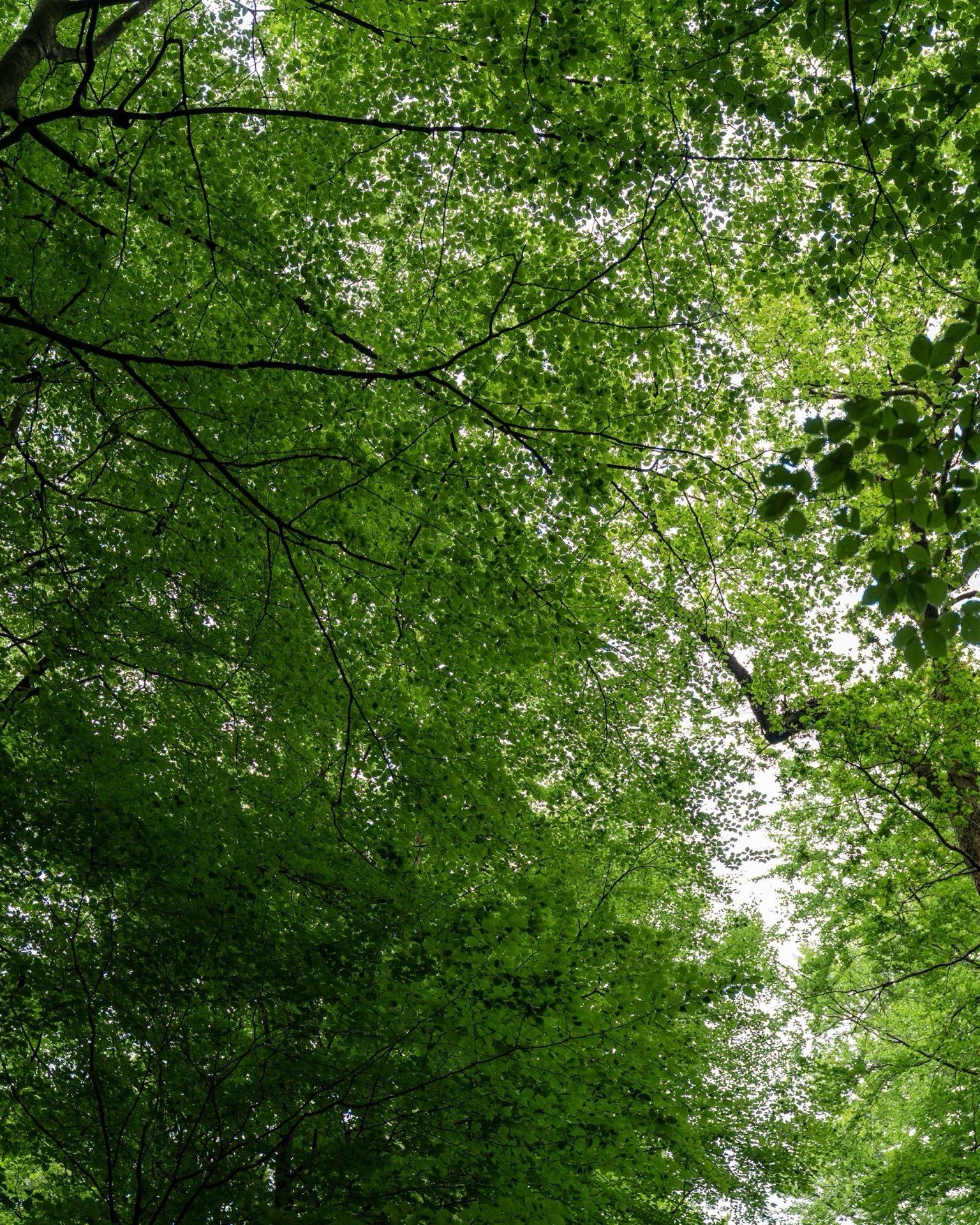 Blick in ein Blätterdach im Ruhewald