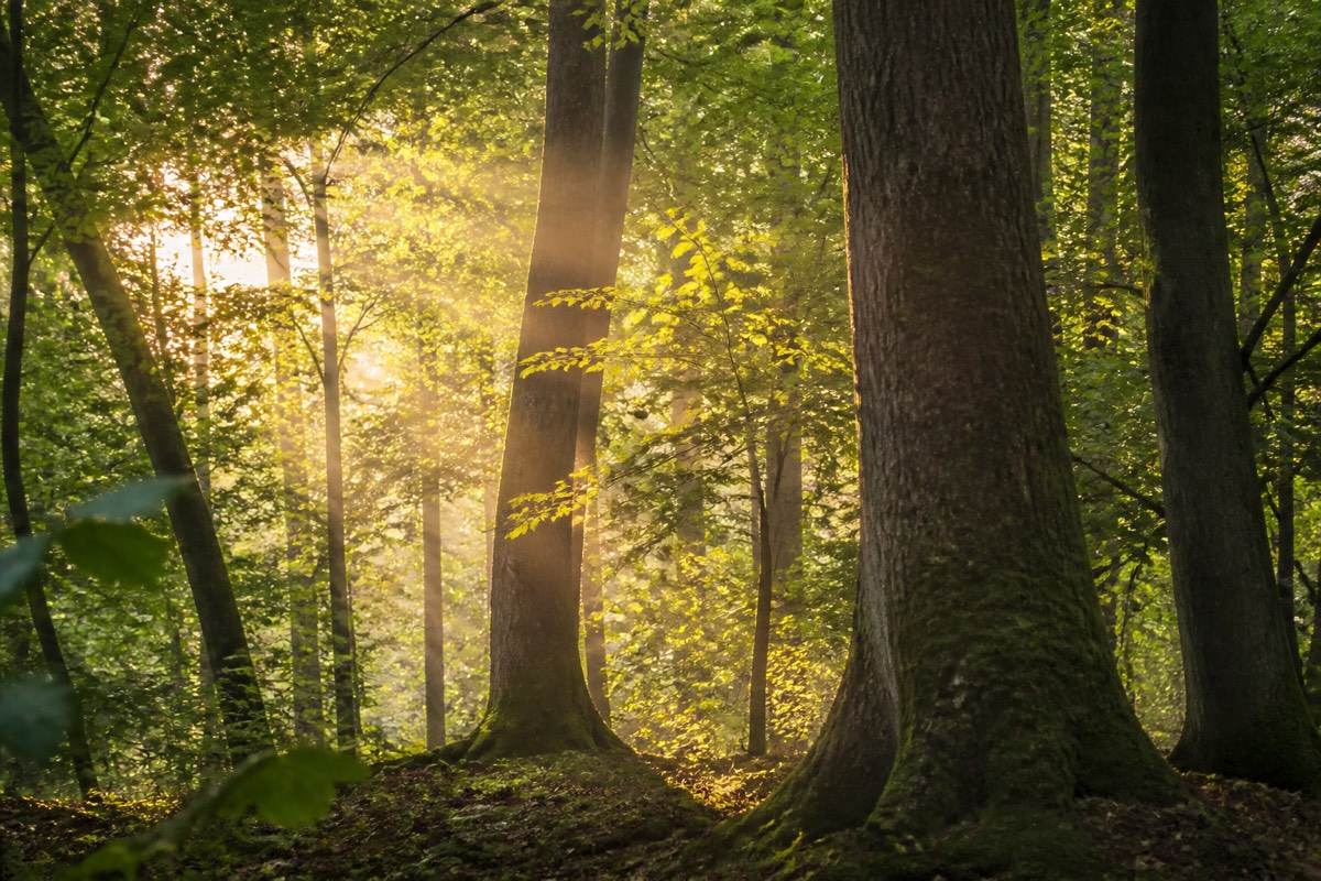 Sonnenlicht fällt durch das Blätterdach eines Laubwaldes