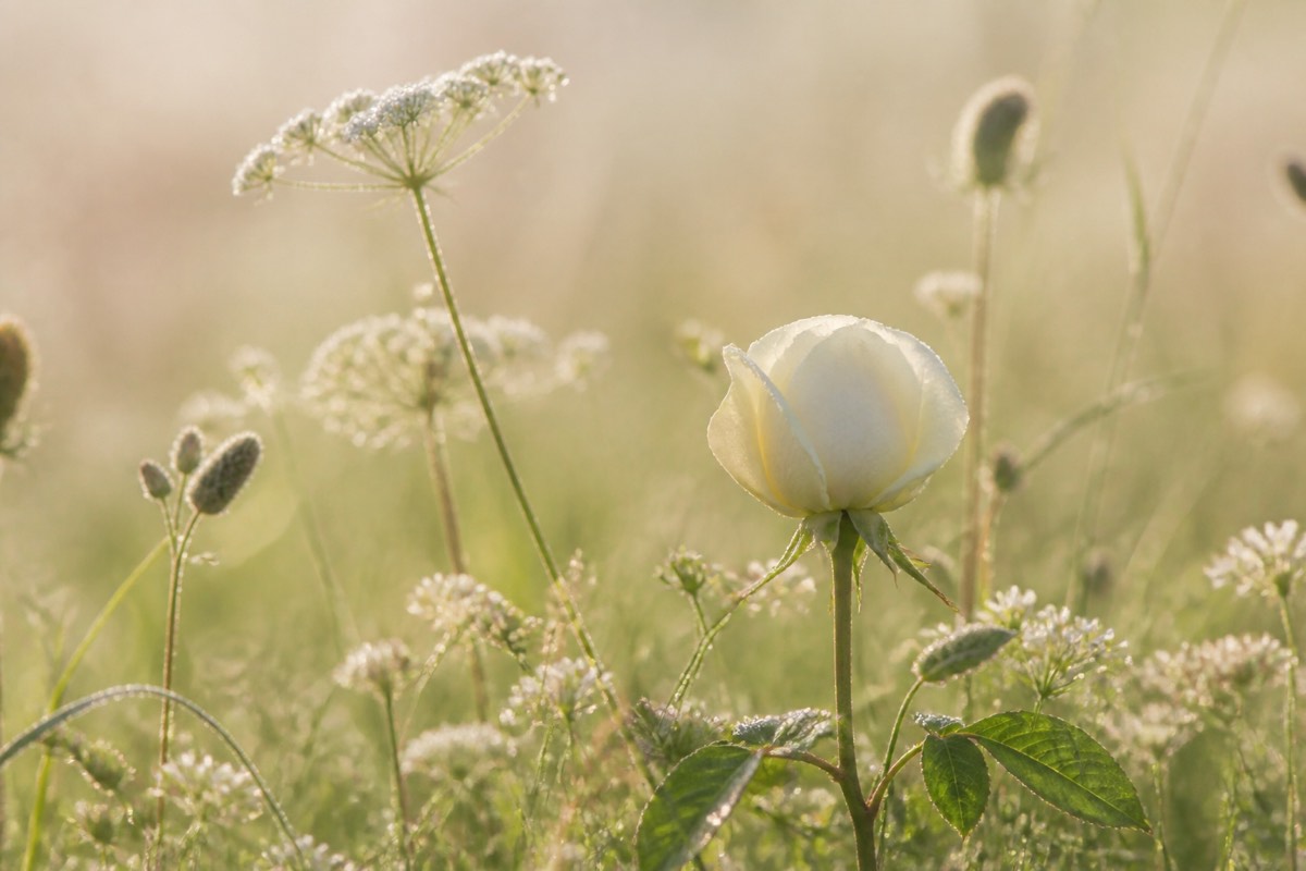 Weiße Wiesenblumen und eine Rose im Morgenlicht