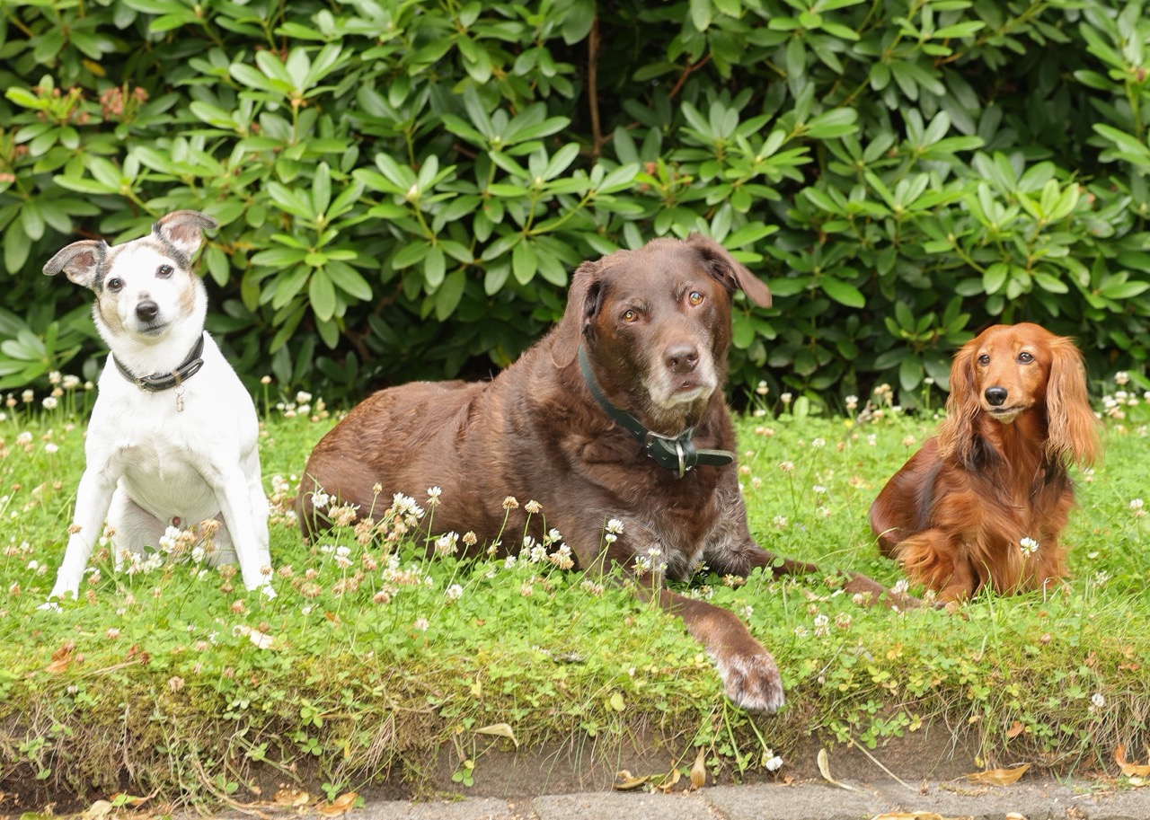Maya, Bosse und Anton – die Trostspender von Han & Sohn